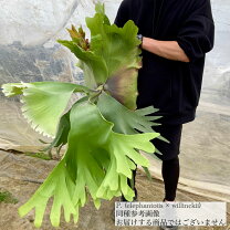 楽天市場】エレファントティスの通販