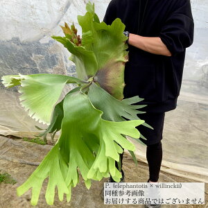 (i) rJNV_ (Gt@geBX × EBL[) (TC) (No.40837) (RE ϗtA  CeA ݂艺 Ǌ| ~j ^ ^  Platycerium hybrid elephantotis × willinckii 