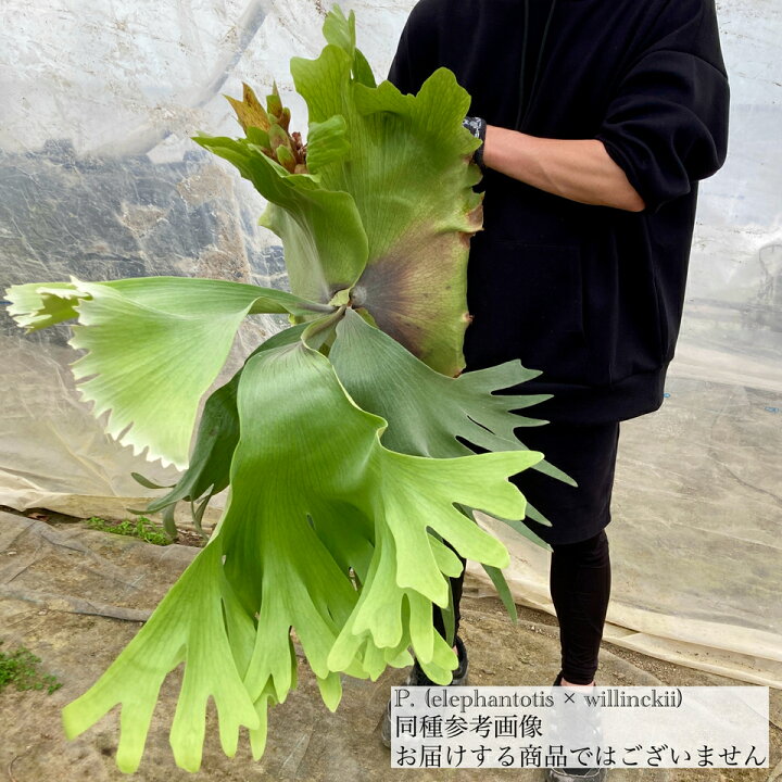 楽天市場】(現品) ビカクシダ (エレファントティス × ウィリンキー 