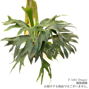 (i) rJNV_ q[ 'hS' (pup) (No.40769) (RE ϗtA  CeA ݂艺 Ǌ| ~j ^ ^  Platycerium hillii 'Dragon')