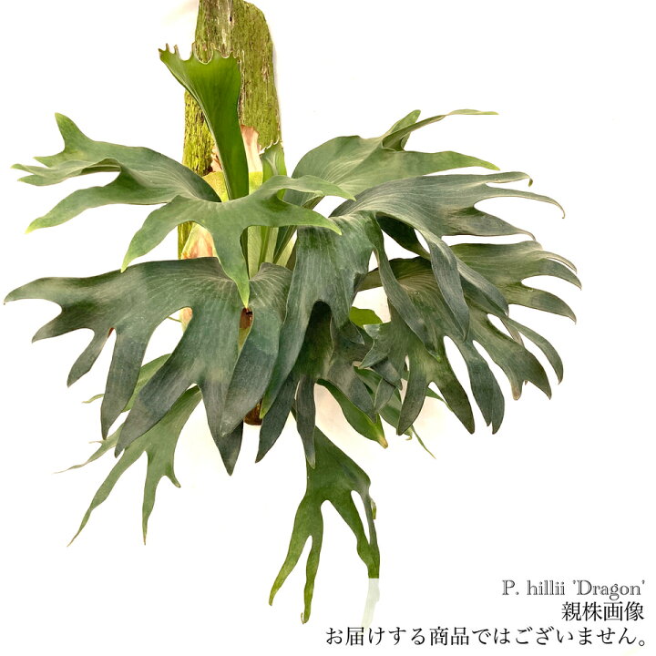 楽天市場】(現品) ビカクシダ ヒリー 