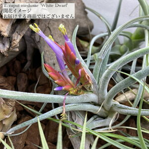 (i) `WA Jvgf[T 'zCg h[t' (No.22167) (GA[vc eBWA ϗtA  Ǌ| CeA ~j ^ ݂艺  JvghD[T caput-medusae 