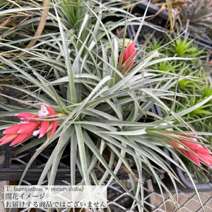 `WA z(AGgX × NrtHA) (GA[vc eBWA ϗtA  Ǌ| CeA ~j ^ ݂艺  hybrid aeranthos × recurvifolia)