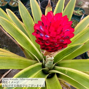 (i) PXlA eXgDh 'A{}[Wi[^' (No.62023) (ϗtA  Ǌ| CeA ~j ^ ^ ݂艺  ^NuA Quesnelia testudo 'Albo-marginata' eXch A