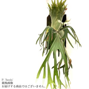 (i) rJNV_ 'V[_' (pup) (No.41065) (RE ϗtA  CeA ݂艺 Ǌ| ~j ^ ^  EBL[ × rtJc Platycerium 'Seeda' willinckii × bifurcatum)