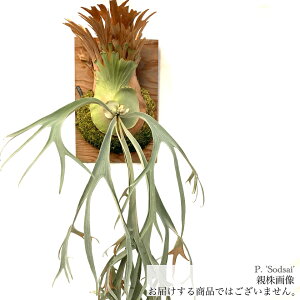 (i) rJNV_ '\bTC' (pup) (No.41136) (RE ϗtA  CeA ݂艺 Ǌ| ~j ^ ^ 'Sodsaif)