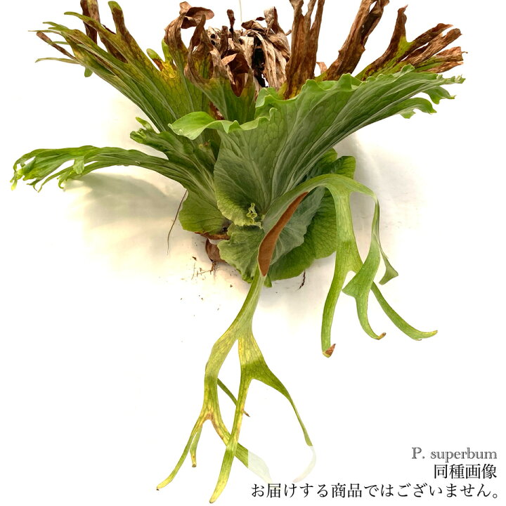 楽天市場】(現品) ビカクシダ スパーバム (No.40985) (コウモリラン 