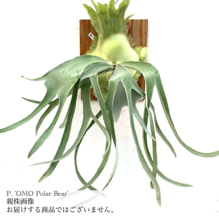 楽天市場】(現品) ビカクシダ 