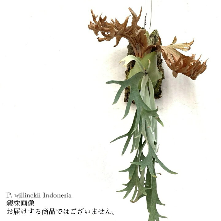 imgrc0137950271.jpg?fitin=720:720