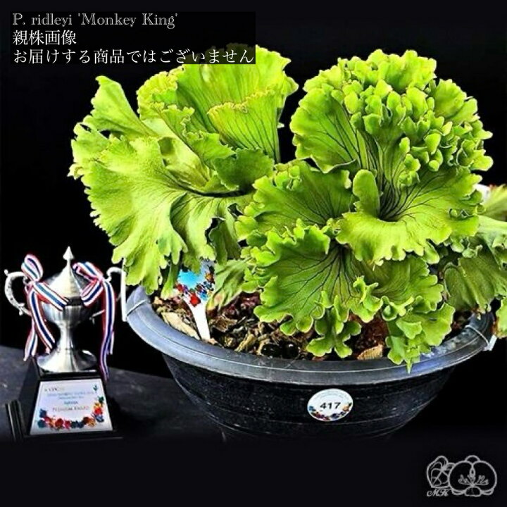 楽天市場】(現品) ビカクシダ リドレイ 
