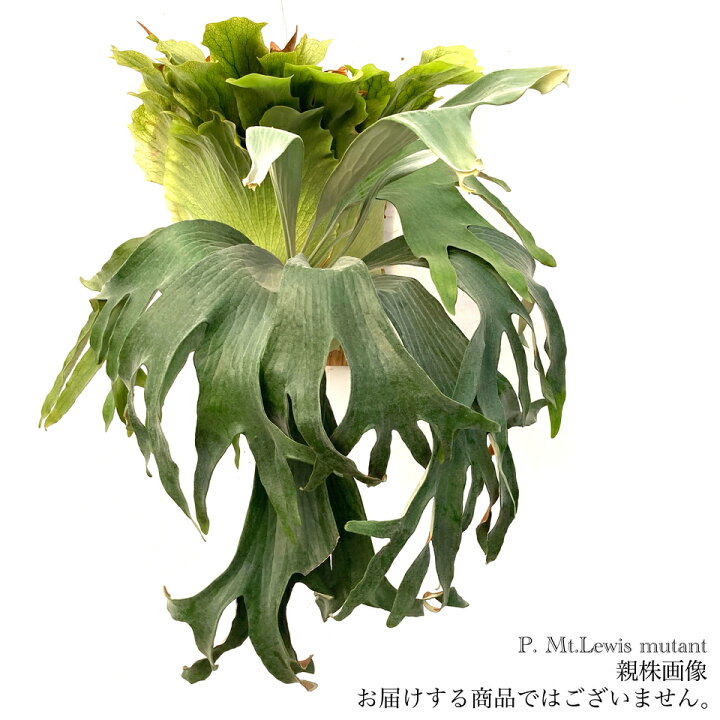 楽天市場】(現品) ビカクシダ マウントルイス ミュータント (pup) (No 