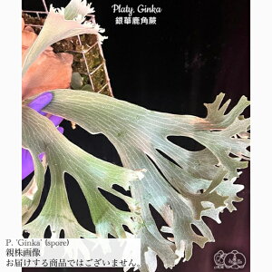 (i) rJNV_ 'MJ' (spore) (No.41056) (RE ϗtA  CeA ݂艺 Ǌ| ~j ^ ^  Platycerium Foongsiqi t[VL fsq Ginka)