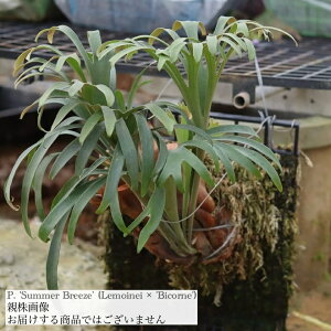 (i) rJNV_ 'T}[u[Y' (pup) (No.41144) (RE ϗtA  CeA ݂艺 Ǌ| ~j ^  ClC × rRl Platycerium 'Summer Breeze' Lemoinei Bicorne)