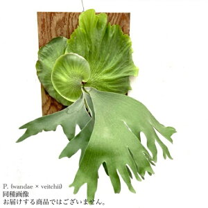 (i) rJNV_ (_G × r[`[) (No.41178) (RE ϗtA  CeA ݂艺 Ǌ| ~j ^ ^  Platycerium hybrid wandae × veitchii)