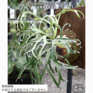 (���i) �r�J�N�V�_ �A���V�R���l �h���[�t (TC) (No.41158) (�R�E�������� �ϗt�A�� ������� �C���e���A �݂艺�� �Ǌ|�� �~�j ���^ ���� Platycerium alcicorne dwarf �����N�����c)