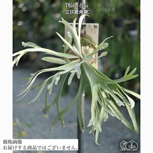 (i) rJNV_ 'GT' (TC) (No.41155) (RE ϗtA  CeA ݂艺 Ǌ| ~j ^  Platycerium peawchan Snow Queen 'Elsa' Nc)