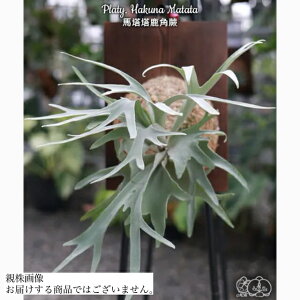 (i) rJNV_ 'nNi}^^' (TC) (No.41154) (RE ϗtA  CeA ݂艺 Ǌ| ~j ^  Platycerium peawchan Snow Queen F301 'Hakuna matata' Nc)