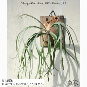 (i) rJNV_ EBL[ gi (TC) (No.41156) (RE ϗtA  CeA ݂艺 Ǌ| ~j ^  Platycerium willickii Little Lanna Nc)