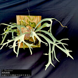 (i) rJNV_ 'Lq' (pup) (No.41104) (RE ϗtA  CeA ݂艺 Ǌ| ~j ^ ^  Platycerium 'Kiyohime' r[`[ Ch × }EgCX veitchii wil