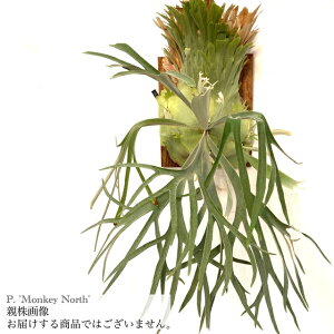 (���i) �r�J�N�V�_ '�����L�[�m�[�X' (pup) (No.41256) (�R�E�������� �ϗt�A�� ������� �C���e���A �݂艺�� �Ǌ|�� �~�j ���^ ���� �E�B�����L�[ × �r�[�`�[ ���C���h Platycerium 'Monkey North' willincki