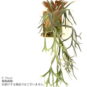 (i) rJNV_ 'tB`' (pup) (No.41102) (RE ϗtA  CeA ݂艺 Ǌ| ~j ^ ^  Platycerium hybrid Finch r[`[ }EgCX veitchii high finger × Mt