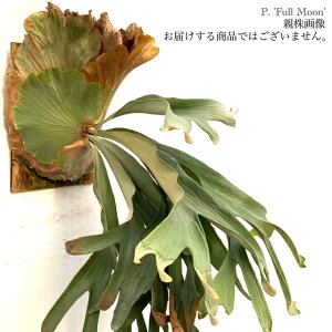 (i) rJNV_ 't[' (pup) (No.40839) (RE ϗtA  CeA ݂艺 Ǌ| ~j ^ ^  q[ × rtJc Platycerium hybrid 'Full Moon' hillii × bifurcatum