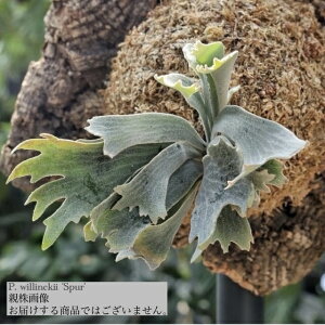 (i) rJNV_ 'Vv[' (TC) (No.41162) (RE ϗtA  CeA ݂艺 Ǌ| ~j ^ ^  Platycerium spur willinckii EBL[ Nc)