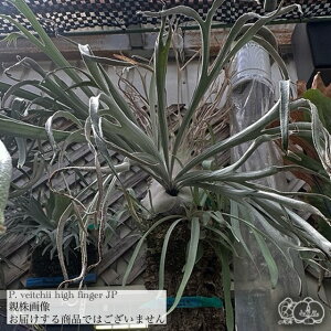 (i) rJNV_ r[`[ 'nCtBK[ JP' (TC) (No.41161) (RE ϗtA  CeA ݂艺 Ǌ| ~j ^ ^  B[`[ xC`[ Platycerium veitchii high finger 