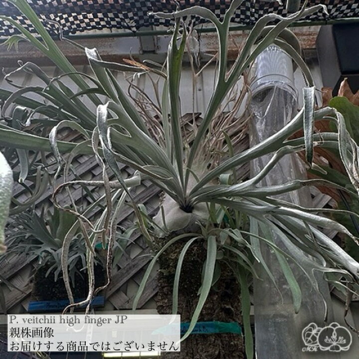 楽天市場】(現品) ビカクシダ ビーチー 