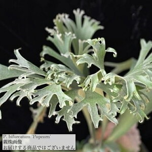 (i) rJNV_ rtJc '|bvR[' (TC) (No.41166) (RE ϗtA  CeA ݂艺 Ǌ| ~j ^  h[ Platycerium bifurcatum popcornN)