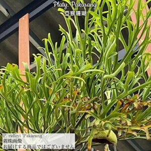 (i) rJNV_ hC 'pJ' (TC) (No.41165) (RE ϗtA  CeA ݂艺 Ǌ| ~j ^  h[ Platycerium ridleyi pakarang N)