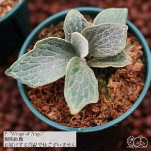 (i) rJNV_ 'EBOXIuGWF' (TC) (No.41164) (RE ϗtA  CeA ݂艺 Ǌ| ~j ^ ^  Platycerium wings of angel willinckii EBL[ 