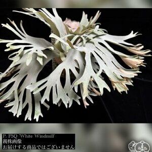 (i) rJNV_ FSQ 'zCgEBh~' (TC) (No.41170) (RE ϗtA  CeA ݂艺 Ǌ| ~j ^ ^  Platycerium Foongsiqi t[VL fsq white windmill)