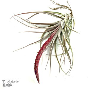 (i) `WA '}WFXeBbN' (No.21811) (GA[vc eBWA ϗtA  Ǌ| CeA ~j ^ ݂艺  `AyVX × RR[ 'Majestic' chiapensis ×