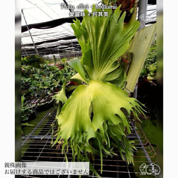 楽天市場】(現品) ビカクシダ 交配種(ホルタミー × エリシー) (TC) (No 