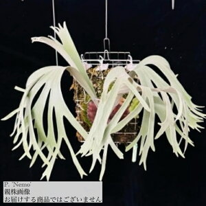 (i) rJNV_ 'l' (TC) (No.41181) (RE ϗtA  CeA ݂艺 Ǌ| ~j ^  EBL[ × r[`[ ClC Platycerium 'Nemo' willinckii × veitchii 'Lemoin