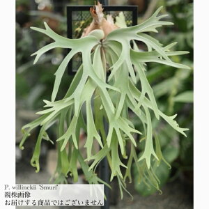 (i) rJNV_ EBL[ 'X}[t' (TC) (No.41182) (RE ϗtA  CeA ݂艺 Ǌ| ~j ^ ^  Platycerium willinckii 'Smurf')