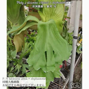 (i) rJNV_ 'N' (AVRl AtJ × Gt@geBX) (No.41190) (RE ϗtA  CeA ݂艺 Ǌ| ~j ^ ^  Platycerium alcicorne africa × elepha