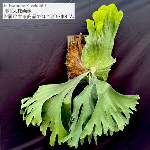 (���i) �r�J�N�V�_ (�����_�G × �r�[�`�[) (No.41178) (�R�E�������� �ϗt�A�� ������� �C���e���A �݂艺�� �Ǌ|�� �~�j ���^ ��^ ���� Platycerium hybrid wandae × veitchii)