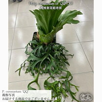 楽天市場】コロナリウム（花・ガーデン・DIY）の通販