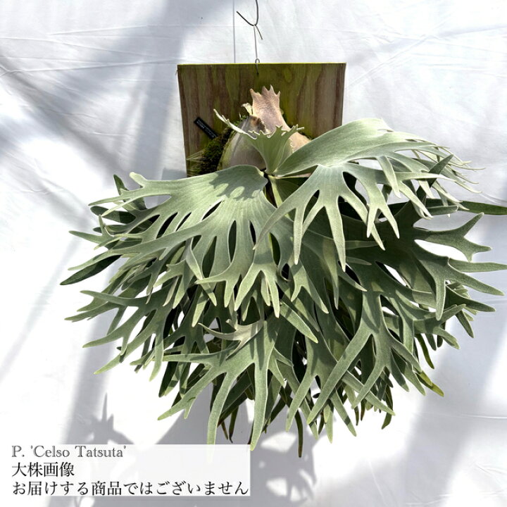 楽天市場】(現品) ビカクシダ ウィリンキー 