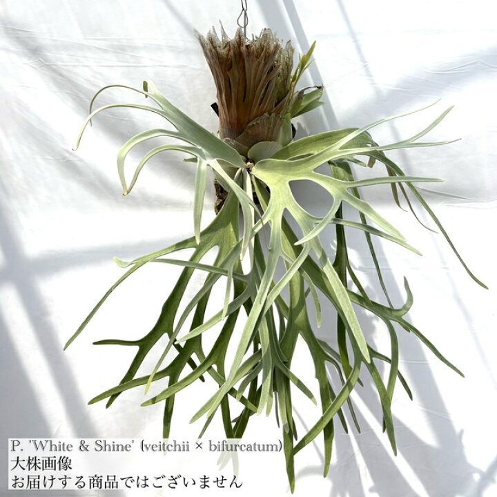 楽天市場】(現品) ビカクシダ 