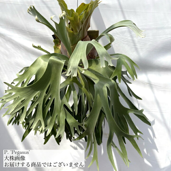 楽天市場】(現品) ビカクシダ 