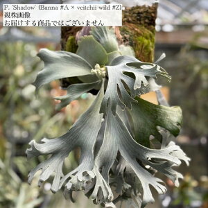 (���i) �r�J�N�V�_ '�V���h�E' (pup) (No.41284) (�R�E�������� �ϗt�A�� ������� �C���e���A �݂艺�� �Ǌ|�� �~�j ���^ ��^ ���� Platycerium Shadow �r�[�`�[ ���C���h Banna)