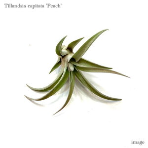 `WA Js^[^ 's[`' S size (GA[vc eBWA ϗtA  Ǌ| CeA ~j ^ ݂艺  capitata 'Peach')