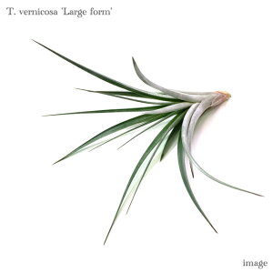 `WA FjR[T '[WtH[' (GA[vc eBWA ϗtA  Ǌ| CeA ~j ^ ^ ݂艺  xjR[T vernicosa 'Large form')