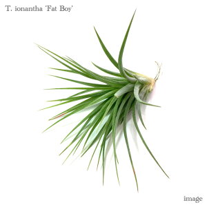 `WA CIi^ 't@bg{[C' (GA[vc eBWA ϗtA  Ǌ| CeA ~j ^ ݂艺  ionantha 'Fat Boy')