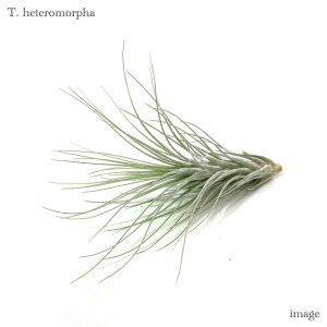 `WA wet@ (GA[vc eBWA ϗtA  Ǌ| CeA ~j ^ ݂艺  heteromorpha)