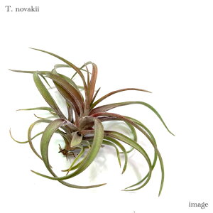 `WA moL[ S size (GA[vc eBWA ϗtA  Ǌ| CeA ~j ^ ^ ݂艺  novakii)