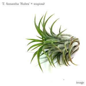 `WA z(CIi^ 'u' × XJ|[T) (GA[vc eBWA ϗtA  Ǌ| CeA ~j ^ ݂艺  hybrid ionantha 'Rubra' × scaposa)